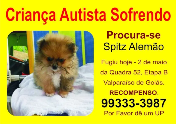 Cachorro ra a Spitz alemão Lulu Lula da pome idade 2 a 6 meses nome Mel