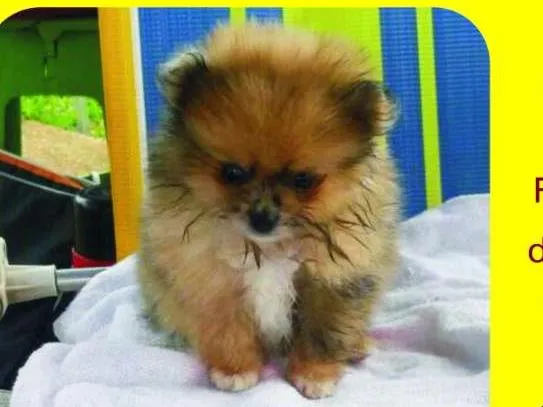 Cachorro ra a Spitz alemão Lulu Lula da pome idade 2 a 6 meses nome Mel