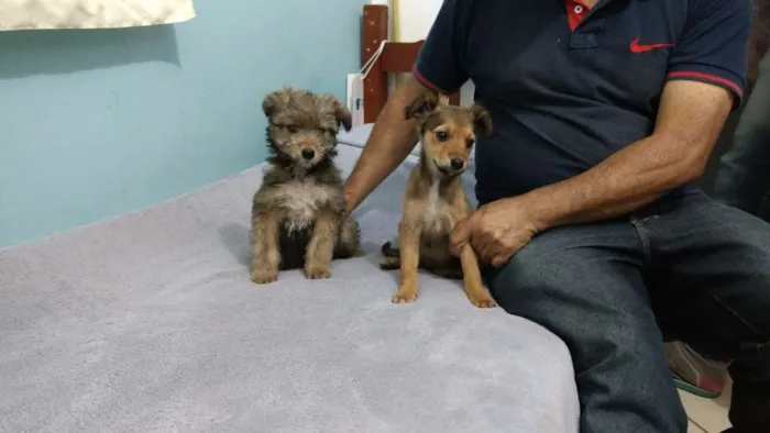 Cachorro ra a Mestiça  idade 2 a 6 meses nome Luna 