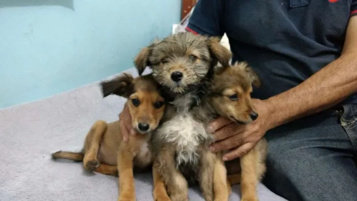 Cachorro ra a Mestiça  idade 2 a 6 meses nome Luna 