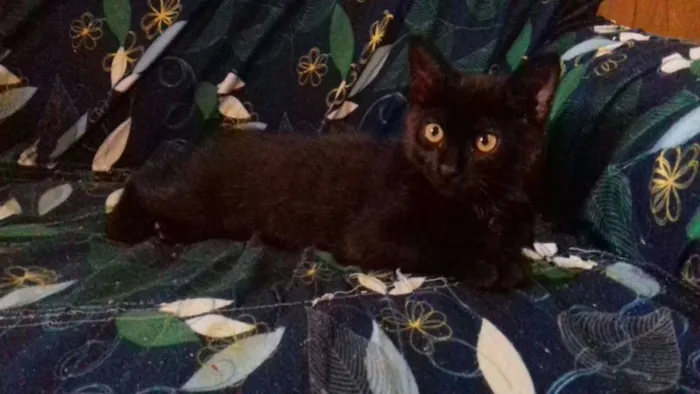 Gato ra a indefinida idade 2 a 6 meses nome Petúnia