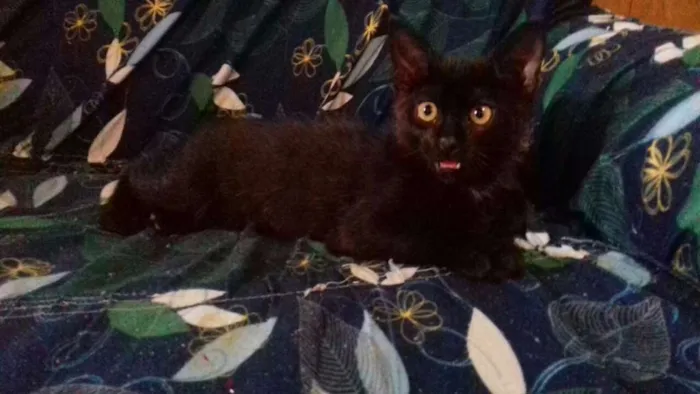 Gato ra a indefinida idade 2 a 6 meses nome Petúnia