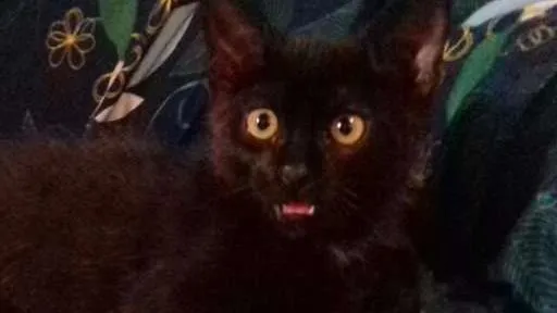 Gato ra a indefinida idade 2 a 6 meses nome Petúnia