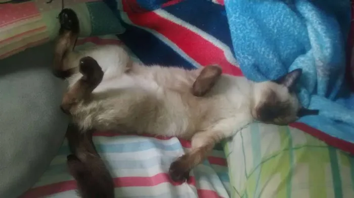 Gato ra a Siamês idade 7 a 11 meses nome Suzy