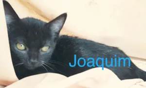 Gato raça SRD idade 2 a 6 meses nome Joaquim