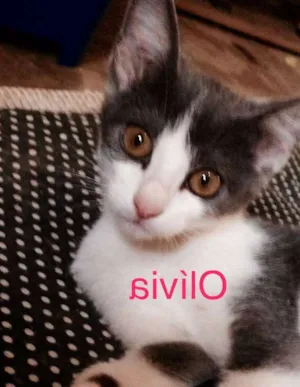 Gato raça SRD idade 2 a 6 meses nome Olivia