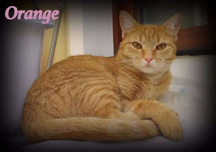 Gato ra a SRD idade 1 ano nome Orange
