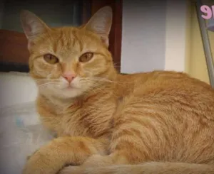 Gato raça SRD idade 1 ano nome Orange