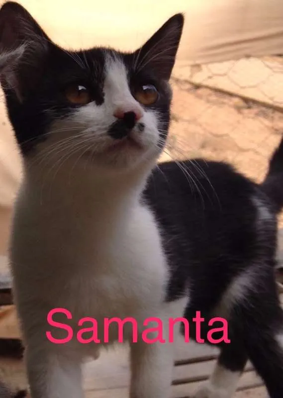 Gato ra a SRD idade nome Samanta