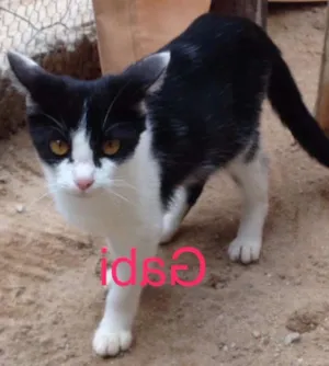 Gato raça SRD idade 2 a 6 meses nome Gabi