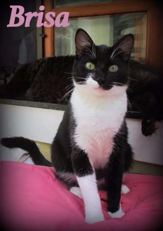 Gato ra a SRD idade 2 a 6 meses nome Brisa