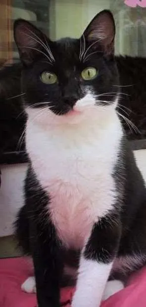 Gato ra a SRD idade 2 a 6 meses nome Brisa