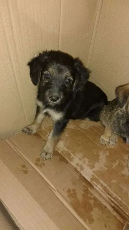 Cachorro ra a Nao sei idade Abaixo de 2 meses nome Sem nome