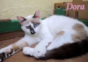 Gato raça SRD idade 2 a 6 meses nome Dora