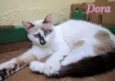 Dora