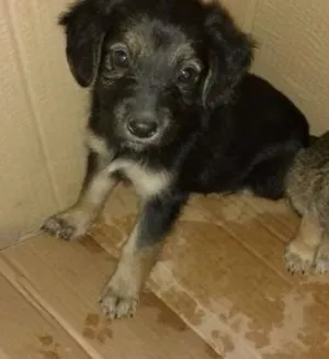 Cachorro raça Nao sei idade Abaixo de 2 meses nome Sem nome