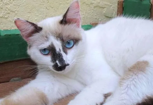 Gato ra a SRD idade 2 a 6 meses nome Dora
