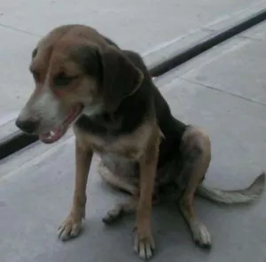 Cachorro raça  idade 2 a 6 meses nome Serena