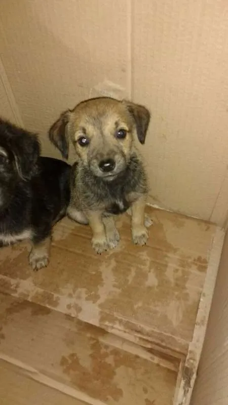 Cachorro ra a Não sei idade Abaixo de 2 meses nome Sem nome