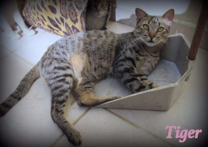 Gato ra a SRD idade 7 a 11 meses nome Tiger