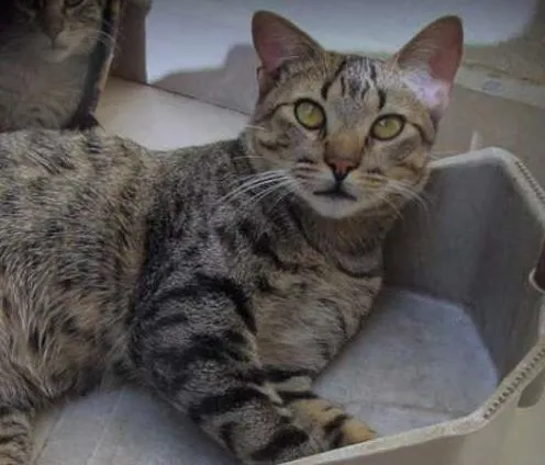 Gato ra a SRD idade 7 a 11 meses nome Tiger