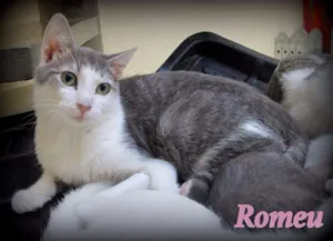 Gato raça SRD idade 2 a 6 meses nome Romeu