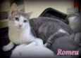 Romeu