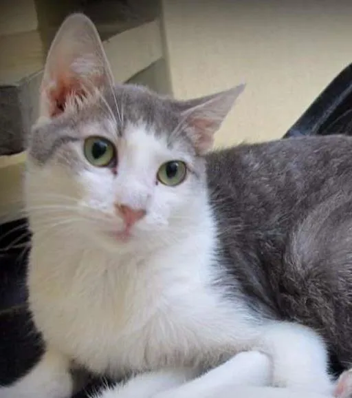 Gato ra a SRD idade 2 a 6 meses nome Romeu