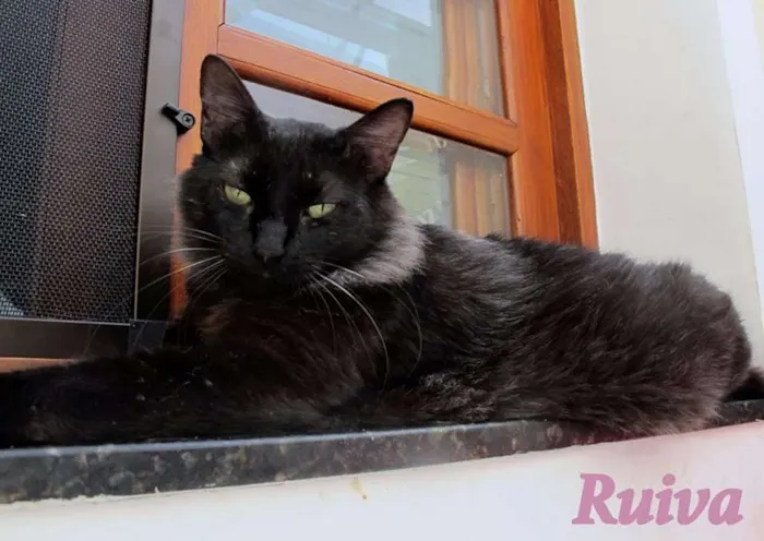 Gato ra a SRD idade 1 ano nome Ruiva