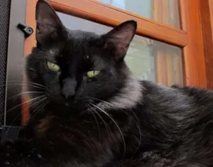 Gato raça SRD idade 1 ano nome Ruiva