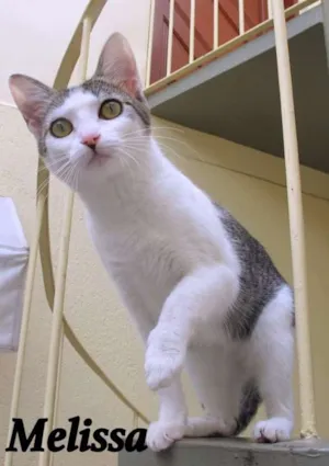 Gato raça SRD idade 7 a 11 meses nome Melissa
