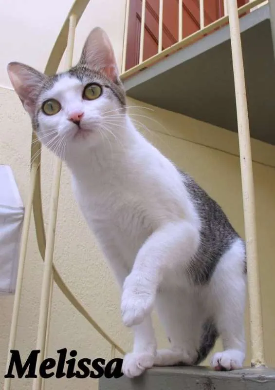 Gato ra a SRD idade 7 a 11 meses nome Melissa