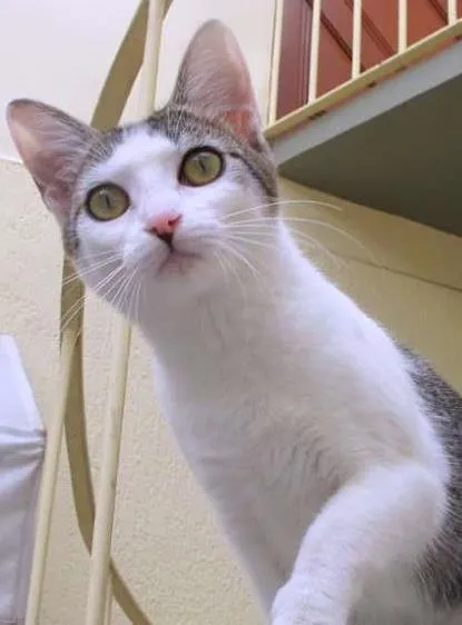 Gato ra a SRD idade 7 a 11 meses nome Melissa