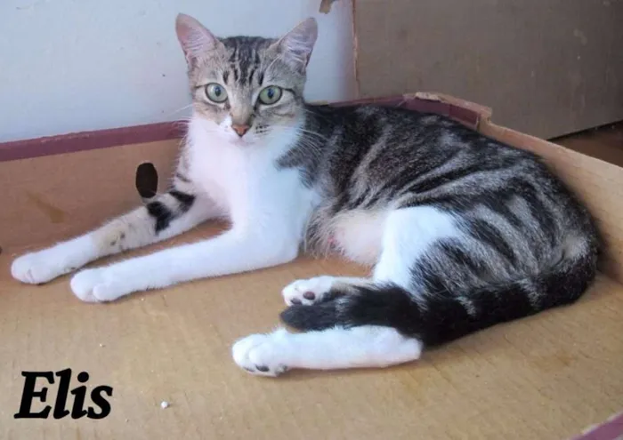 Gato ra a SRD idade 7 a 11 meses nome Elis