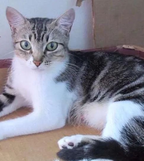 Gato ra a SRD idade 7 a 11 meses nome Elis