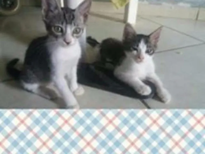 Gato ra a  idade 2 a 6 meses nome sem nome