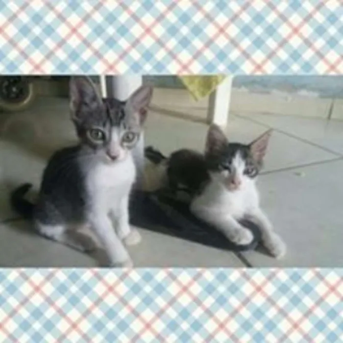 Gato ra a  idade 2 a 6 meses nome sem nome