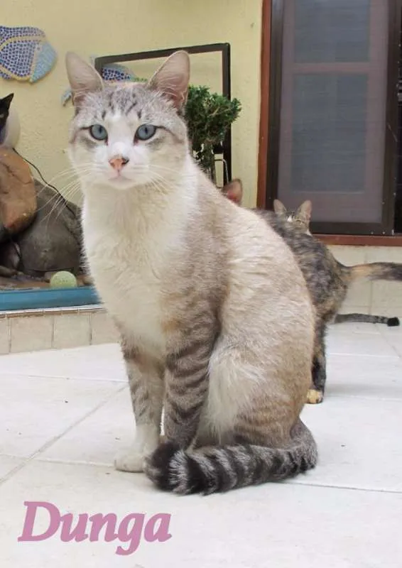 Gato ra a SRD idade 1 ano nome Dunga