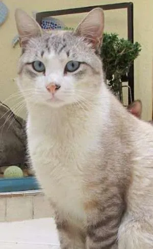 Gato raça SRD idade 1 ano nome Dunga