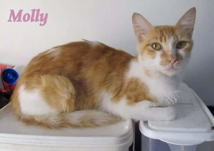 Gato ra a SRD idade 7 a 11 meses nome Molly