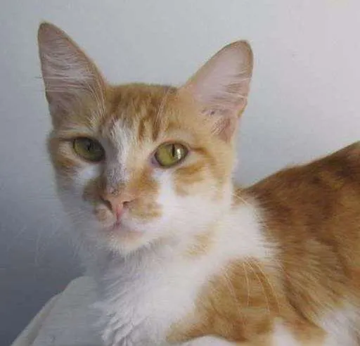 Gato ra a SRD idade 7 a 11 meses nome Molly