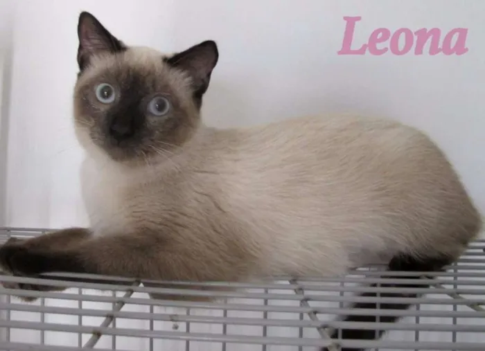 Gato ra a SRD idade 2 a 6 meses nome Leona