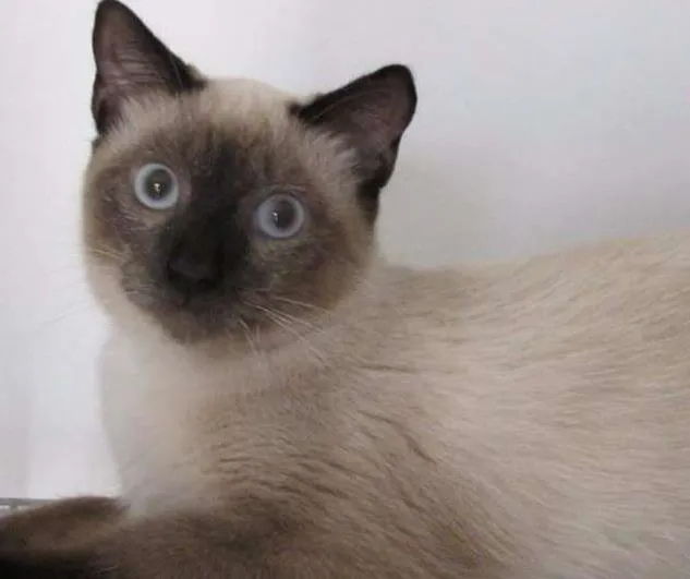 Gato ra a SRD idade 2 a 6 meses nome Leona