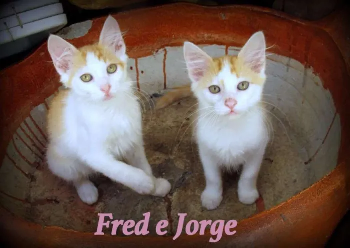 Gato ra a SRD idade 2 a 6 meses nome Fred e Jorge