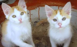 Gato raça SRD idade 2 a 6 meses nome Fred e Jorge