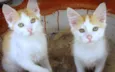 Fred e Jorge