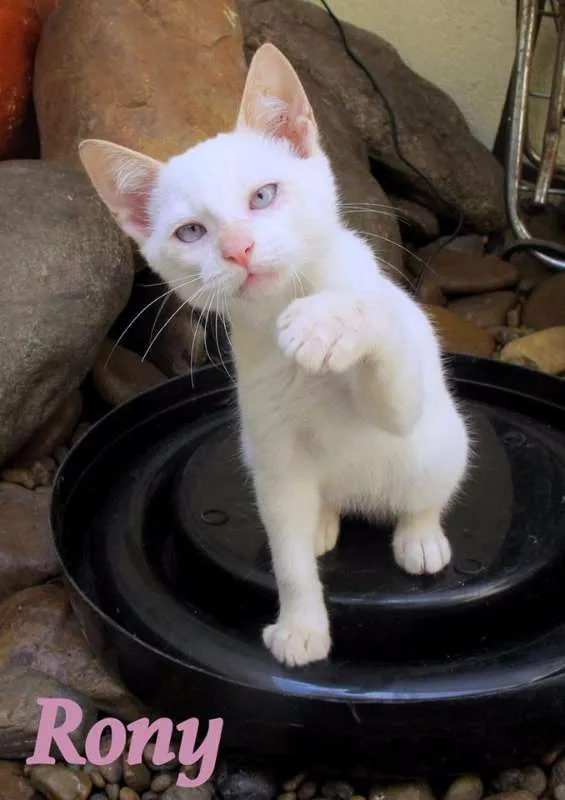 Gato ra a SRD idade 2 a 6 meses nome Rony