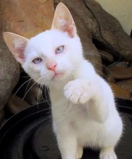 Gato ra a SRD idade 2 a 6 meses nome Rony