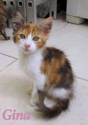 Gato raça SRD idade 2 a 6 meses nome Gina