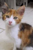 Gina